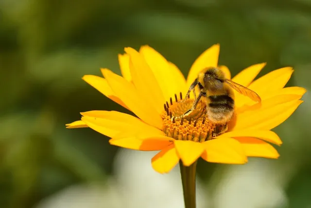 Tarima Tecnológica para jardines